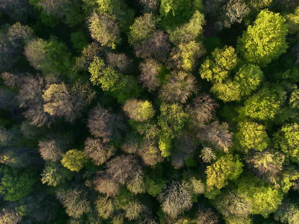 Widok Powietrza Gęstych Zielonych Drzew Lesie Świetle Dnia — Zdjęcie stockowe