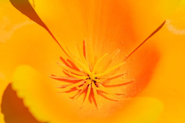 Een Oranje Papaver Het Voorjaar Hart Van Bloem — Stockfoto