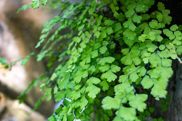 Tiro Close Pequenas Folhas Verdes Uma Planta Samambaia Maidenhair — Fotografia de Stock