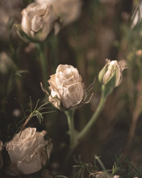 Uma Vista Close Rosa Branca — Fotografia de Stock