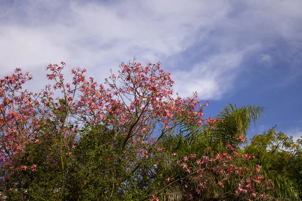 Крупный План Фиолетовых Цветов Баухинии Растущих Зеленом Дереве Фоне Голубого — стоковое фото