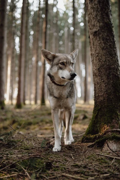 Vertikální Záběr Vlkodava Saarloos Stojící Lese — Stock fotografie