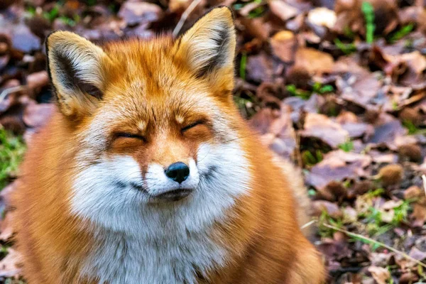 Primer Plano Adorable Zorro Sonriente Campo — Foto de Stock