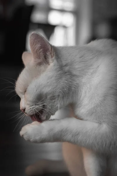 Вертикальный Снимок Милого Котенка Делающего Смешные Кошачьи Штуки Помещении — стоковое фото
