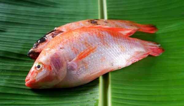 Μια Πανοραμική Λήψη Κόκκινων Ψαριών Tilapia Φόντο Φύλλων Μπανάνας — Φωτογραφία Αρχείου