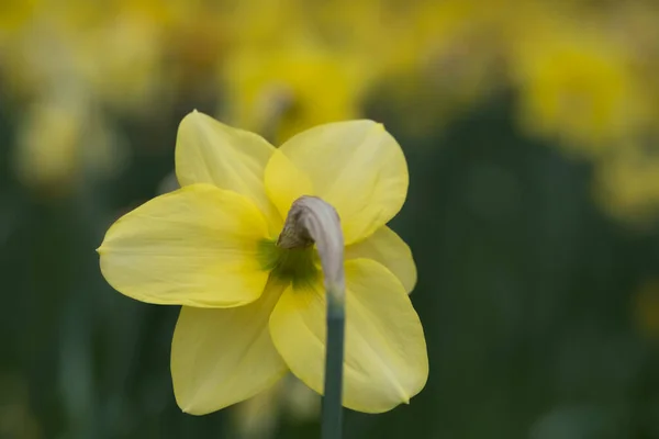 Narzissen Voller Blüte Narzissental Auf Dem Waddesdon Manor Buckinghamshire — Stockfoto
