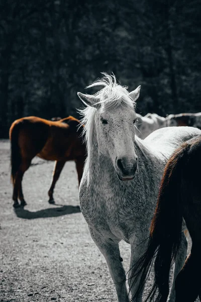 Vertikal Bild Hästar Gården — Stockfoto