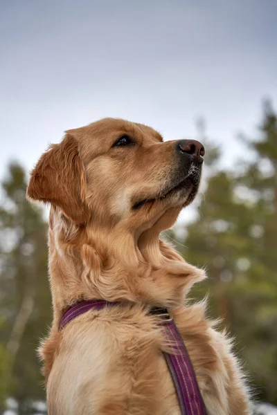 Belo Retrato Uma Jovem Mulher Golden Retriever Floresta Pinheiros Inverno — Fotografia de Stock