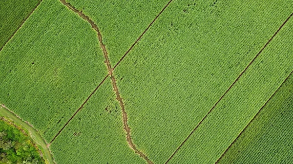 緑の農地の空中ショット 背景に — ストック写真