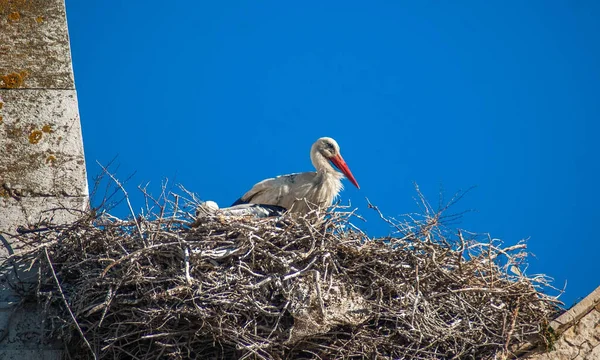 Stork Sitting Nest Facade Old Building — Stock Photo, Image