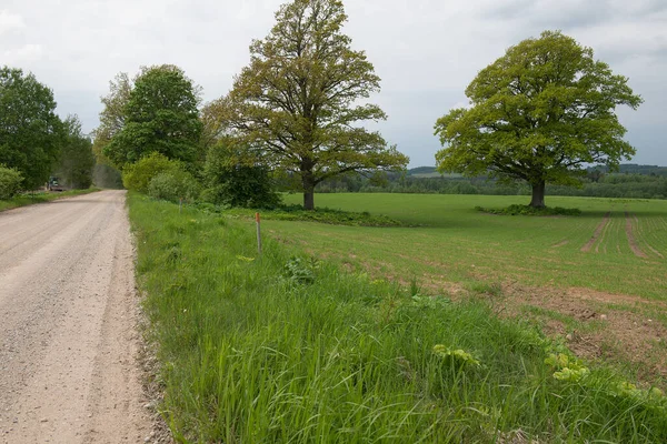 Een Prachtig Uitzicht Giftige Algen Bomen Het Veld — Stockfoto