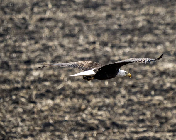 Águila Calva Haliaeetus Leucocephalus Volando Cielo — Foto de Stock