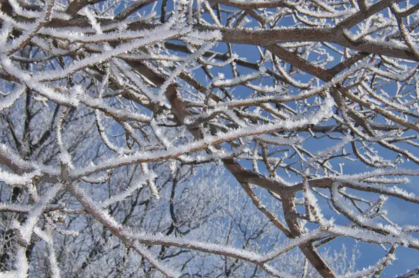 Ein Schöner Blick Auf Die Frostbedeckten Äste Garten — Stockfoto