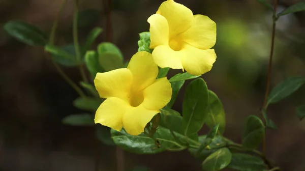 Primer Plano Flores Rocktrumpet Amarillas Cultivadas Jardín Primavera —  Fotos de Stock