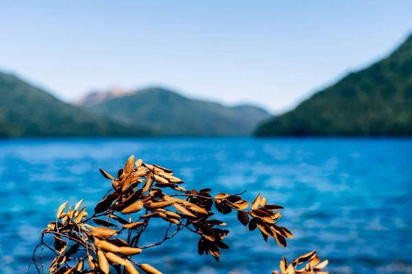 Closeup Lakeside Yellow Leaves Branches Swaying Wind — Stock Photo, Image