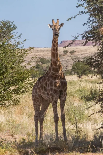 Uma Girafa Comendo Folhas Árvore Alta — Fotografia de Stock