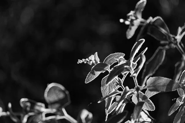 グレースケールのぼやけた背景にウォレスのピッチャーセージの花の閉鎖 — ストック写真