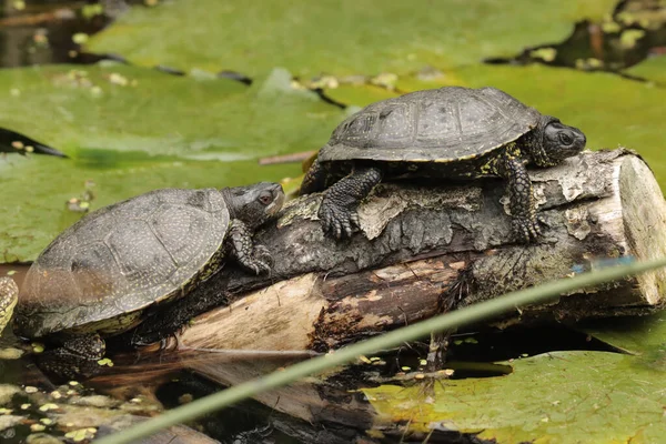 Closeup Shot Turtles Pond — Stock Photo, Image