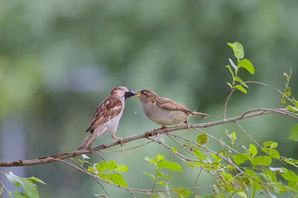 Plan Mise Point Peu Profond Couple Oiseaux Sur Une Brindille — Photo
