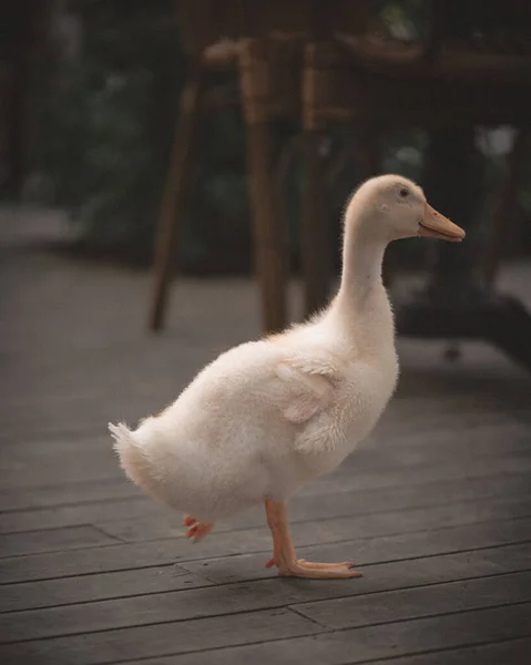 Eine Selektive Fokusaufnahme Einer Ente Die Auf Einer Holzoberfläche Läuft — Stockfoto