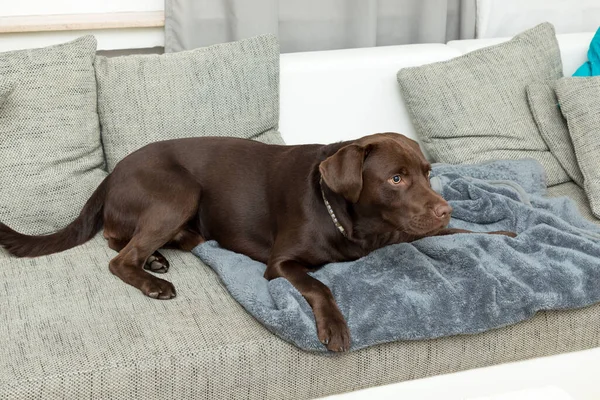 Cão Lobrador Marrom Deitado Sofá Interior — Fotografia de Stock