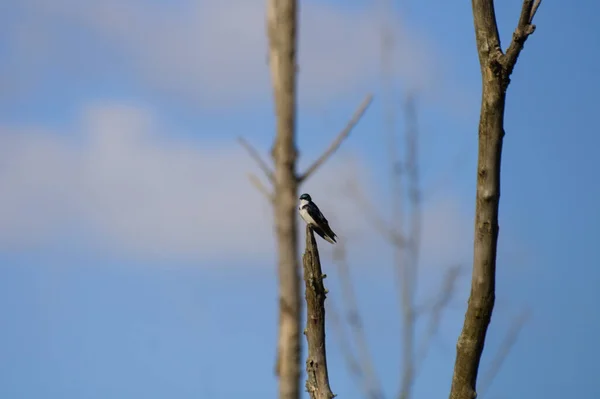 Velký Skvrnitý Pták Sedící Pařezu Stromu — Stock fotografie