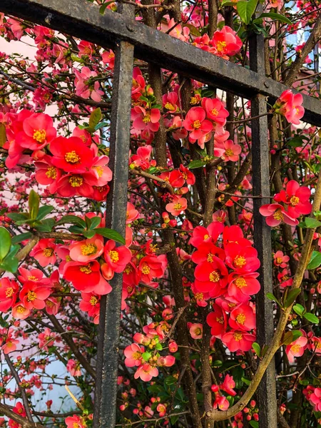 Eine Vertikale Aufnahme Von Leuchtend Rosa Chaenomeles Japonica Blumen Die — Stockfoto