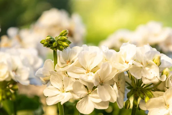 Detailní Záběr Květiny Muškátu Zahradě — Stock fotografie