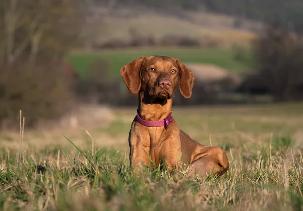 Wachsamer Ungarischer Vizsla Hund Auf Einem Feld Jena — Stockfoto