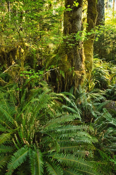 緑豊かな植物と苔むした木々の緑の熱帯雨林の垂直ショット オリンピック公園 ワシントン — ストック写真
