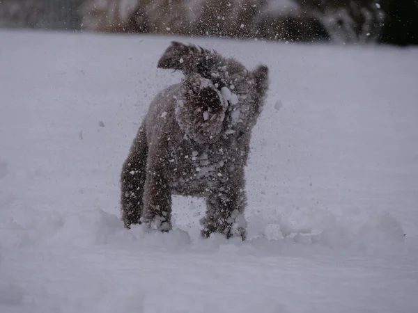 爱尔兰水犬在雪地上散步的后视镜 — 图库照片