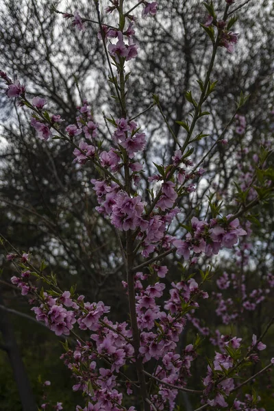 Flowering Tree National Botanical Garden Tehran Iran — Stock Photo, Image