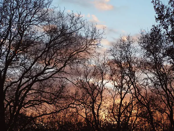Niski Kąt Widzenia Sylwetek Drzew Tle Zachodu Słońca — Zdjęcie stockowe