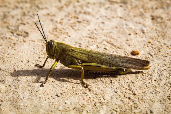 Μακροσκοπική Άποψη Μιας Πράσινης Ακρίδας Locust Στο Έδαφος Εξωτερικούς Χώρους — Φωτογραφία Αρχείου