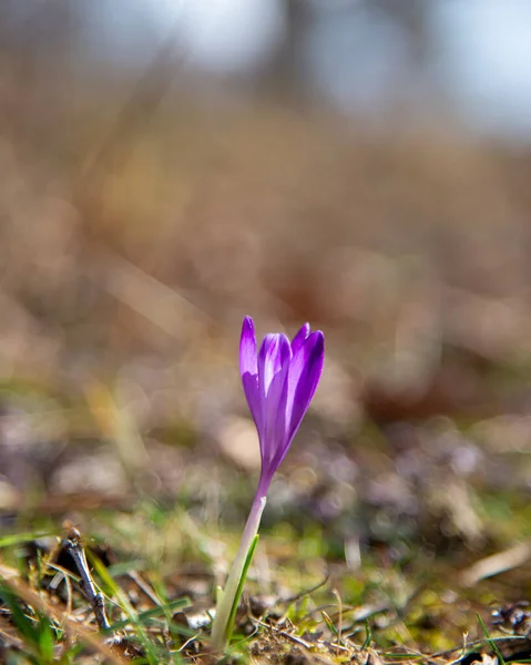 Selektywne Ujęcie Ostrości Purpurowego Kwiatka Crocus Scepusiensis — Zdjęcie stockowe