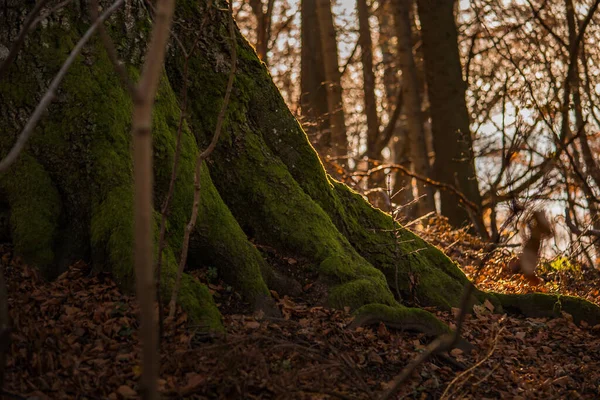 Naturlig Bild Trädrötter Täckta Med Mossa Slovakien Skog — Stockfoto