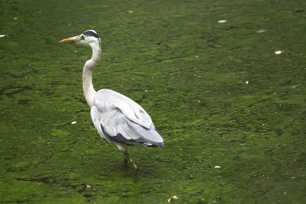 Zbliżenie Ptaka Czapli Błękitnej Trawie — Zdjęcie stockowe