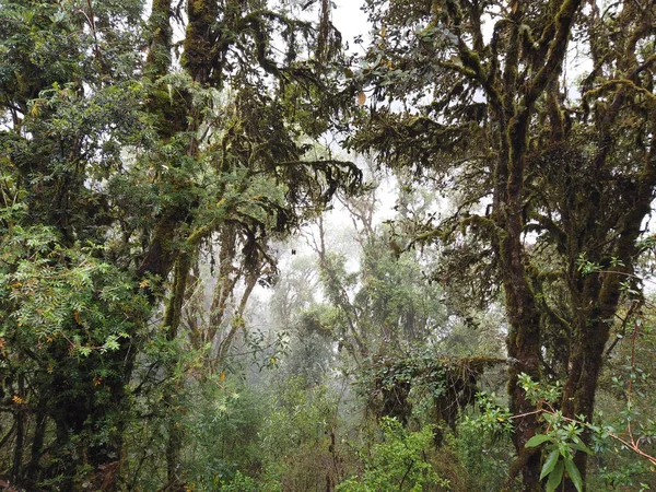 Pemandangan Indah Dari Pohon Pohon Lebat Dengan Cabang Hijau Hutan — Stok Foto