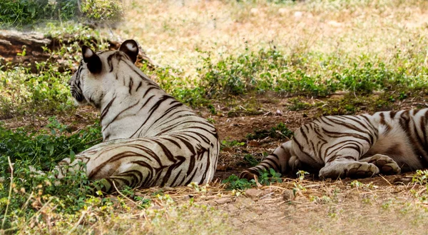 Los Tigres Blancos Descansan Suelo — Foto de Stock