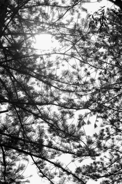 Vertikal Låg Vinkel Ett Vackert Träd Mot Himlen — Stockfoto
