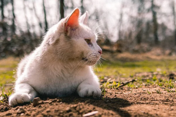 Closeup Shot Beautiful White Cat Laying Grass Garden Sunny Day — Stock Photo, Image