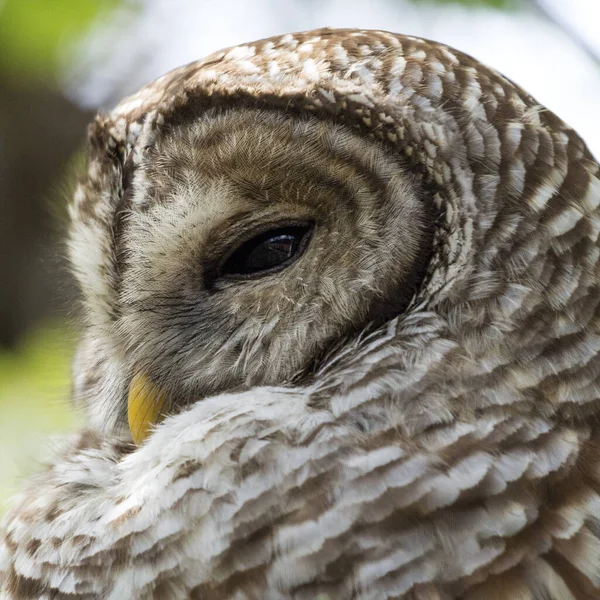 フロリダ州ナポリで撮影された裸のフクロウの閉鎖 — ストック写真