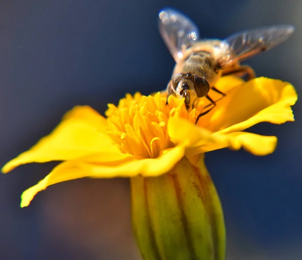 Eine Nahaufnahme Einer Honigbiene Die Die Pollen Der Gelben Blume — Stockfoto