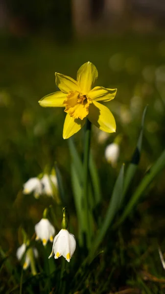 Plan Vertical Narcisse Fleurs Sur Une Prairie — Photo