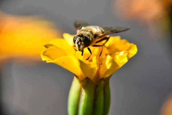 Ένα Κοντινό Πλάνο Της Μέλισσας Ένα Λουλούδι — Φωτογραφία Αρχείου