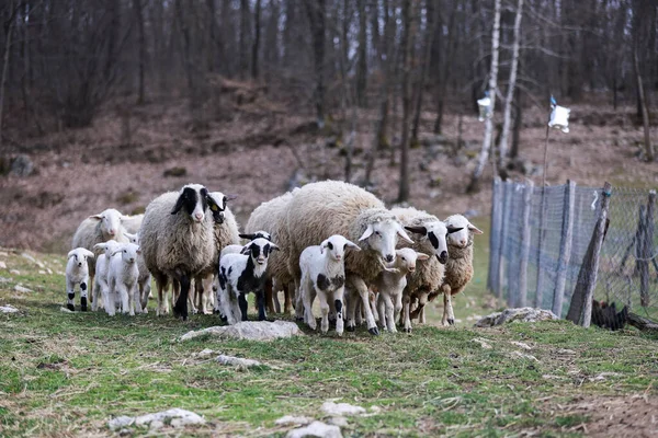 Gros Plan Agneaux Moutons Mignons Dans Pâturage — Photo