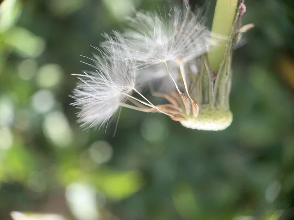Selective Focus Shot White Fluffy Dandelion — Fotografie, imagine de stoc