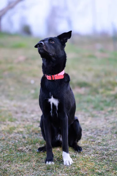 Colpo Verticale Cane Domestico Nero Seduto All Aperto — Foto Stock