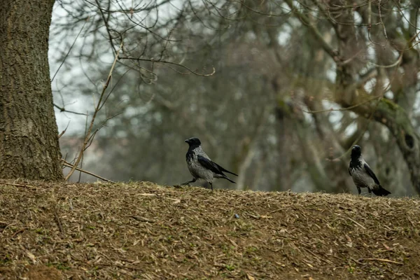 Deux Corbeaux Capuchon Debout Sur Sol Dans Une Forêt — Photo