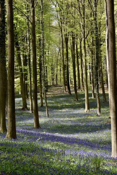 Ein Schönes Feld Von Waldhyazinthen Einem Sonnigen Morgen — Stockfoto